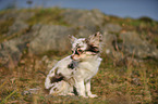 sitting longhaired Chihuahua