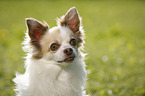 longhaired Chihuahua Portrait