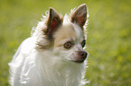 longhaired Chihuahua Portrait