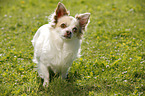 longhaired Chihuahua