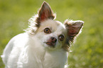 longhaired Chihuahua Portrait