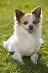 sitting longhaired Chihuahua