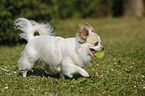 playing longhaired Chihuahua