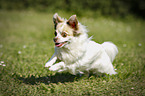 running longhaired Chihuahua