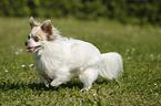 running longhaired Chihuahua