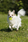 playing longhaired Chihuahua