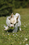 playing longhaired Chihuahua