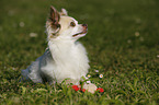 lying longhaired Chihuahua