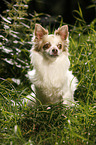 sitting longhaired Chihuahua