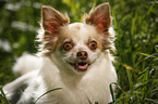 longhaired Chihuahua Portrait