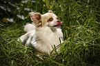 lying longhaired Chihuahua