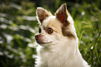 longhaired Chihuahua Portrait