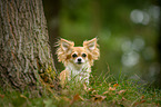 longhaired Chihuahua Portrait