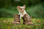 longhaired Chihuahua puppy