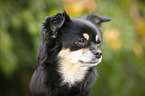 longhaired Chihuahua Portrait