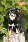 sitting longhaired Chihuahua