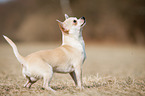 standing Chihuahua