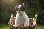 Chihuahua  Puppy in the basket