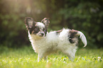 standing Chihuahua puppy