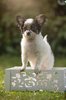 Chihuahua puppy in wooden box