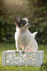 Chihuahua puppy in wooden box