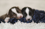 lying Chihuahua puppies