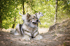 Chihuahua with Eurasian Dog