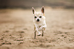 running Chihuahua