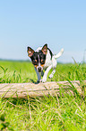 Chihuahua jumps over tree trunk