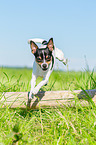 Chihuahua jumps over tree trunk