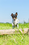 Chihuahua jumps over tree trunk