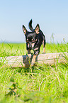 Chihuahua jumps over tree trunk