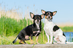 Chihuahuas