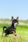 standing Chihuahua