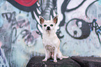 sitting Chihuahua