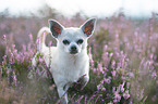 Chihuahua in the heather