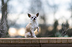 sitting Chihuahua