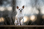 sitting Chihuahua