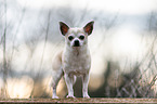 standing Chihuahua