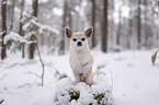 Chihuahua in the snow