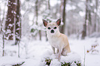 Chihuahua in the snow