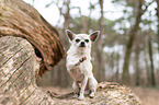 sitting Chihuahua