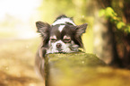 lying Chihuahua