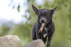 young Chihuahua