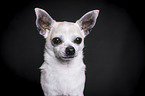 Chihuahua Portrait