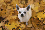 male Chihuahua