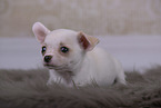 Chihuahua Puppy