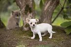 Chihuahua Puppy