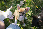 Chihuahua Puppies