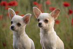 Chihuahuas